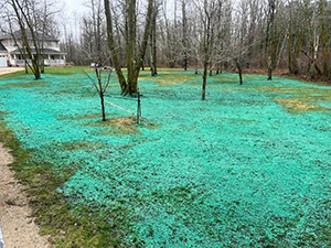 hydro mulching results